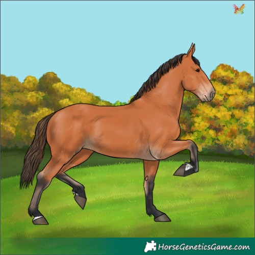Horse Color:Bay 