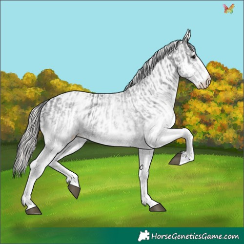 Horse Color:White Spotted Black  and White Spotted Silver Black 