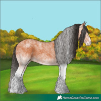 Horse Color:White Spotted Bay 