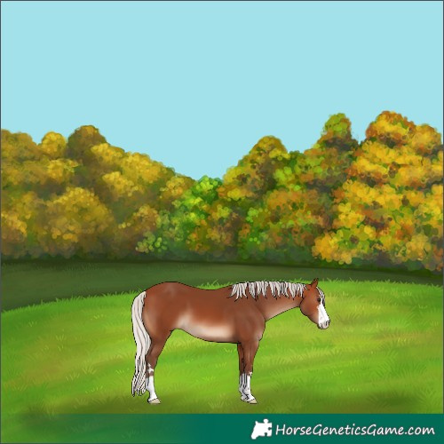Horse Color:Silver Brown 