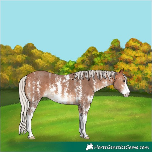 Horse Color:Silver Bay Sabino 