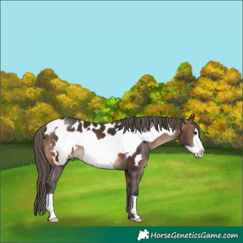 Horse Color:Brown Frame Appaloosa 