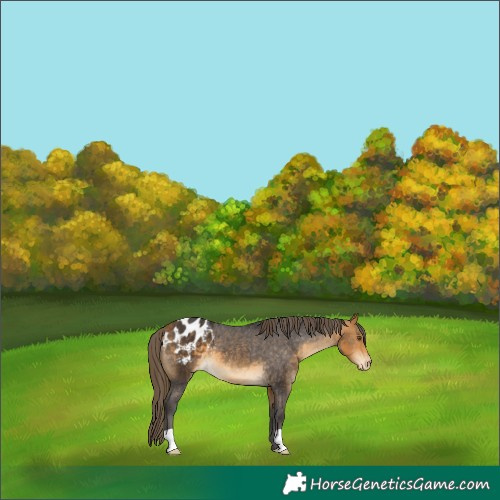 Horse Color:Buckskin Appaloosa 