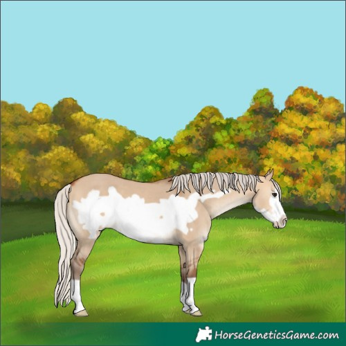 Horse Color:Silver Bay Dun Frame 