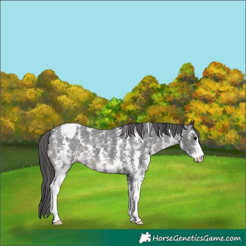 Horse Color:Black Sabino Appaloosa 