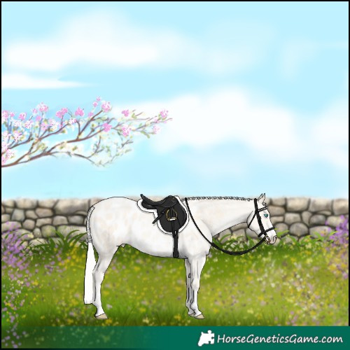 Horse Color:Silver Smoky Grullo Pearl Sabino Appaloosa 