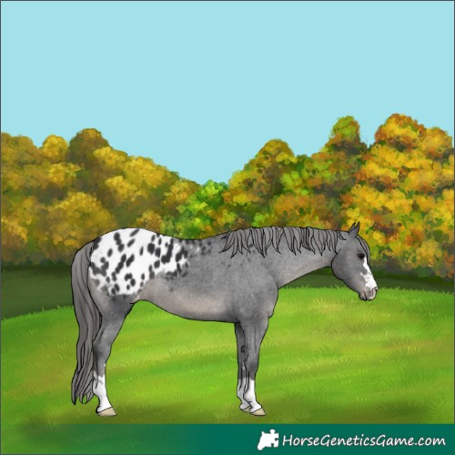 Horse Color:Black Blanket 