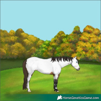 Horse Color:Gray Buckskin Frame Near Fewspot 