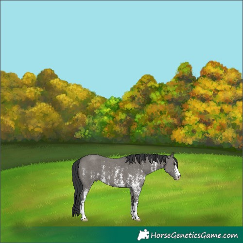 Horse Color:Grullo Sabino 