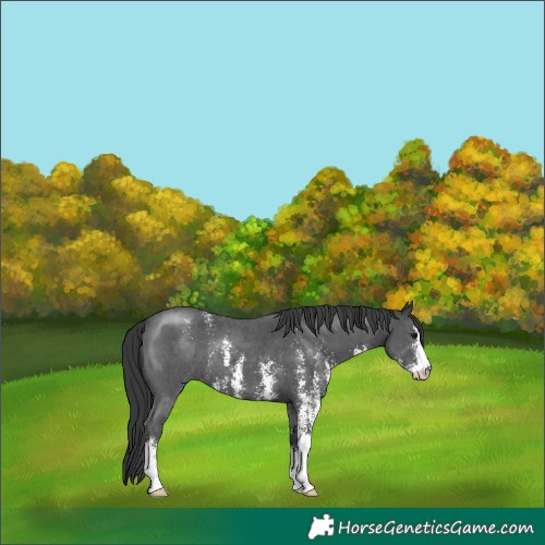 Horse Color:Black Sabino