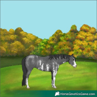 Horse Color:Black Sabino 