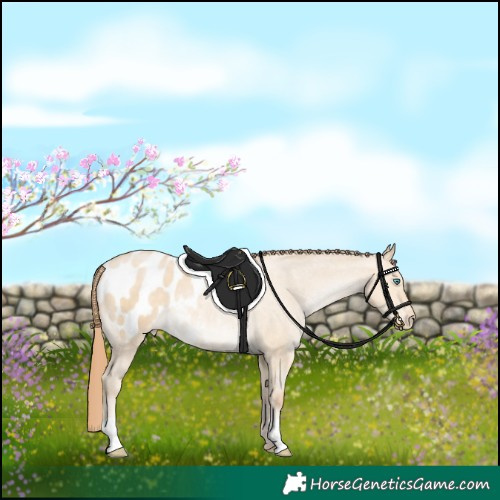 Horse Color:Buckskin Pearl Dun Appaloosa 