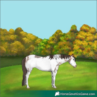 Horse Color:Bay Sabino Frame Appaloosa