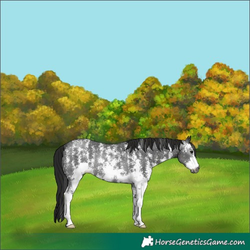 Horse Color:Gray Black Sabino Rabicano 