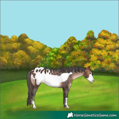 Horse Color:Brown Frame Appaloosa