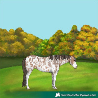 Horse Color:Bay Sabino Appaloosa 
