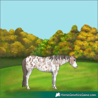 Horse Color:Bay Sabino Appaloosa 