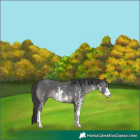 Horse Color:Black Sabino