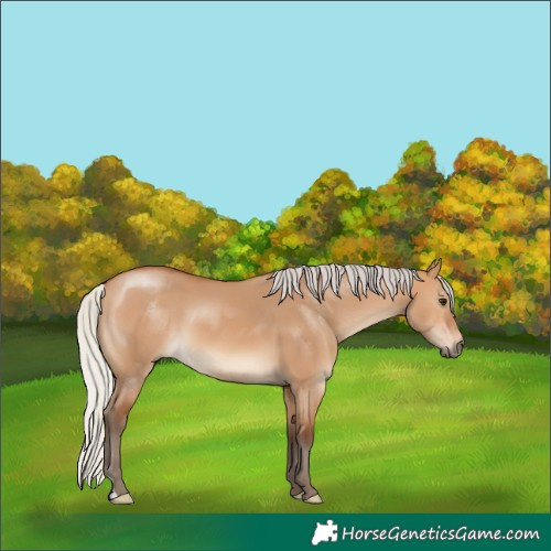 Horse Color:Silver Bay Dun