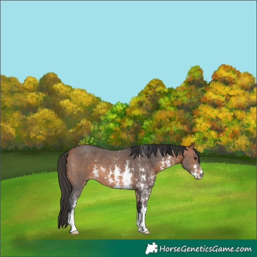 Horse Color:Bay Sabino