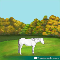 Horse Color:Bay Frame Appaloosa