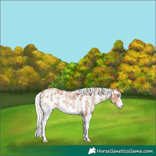 Horse Color:Silver Brown Pearl Sabino Appaloosa