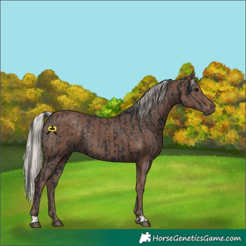 Horse Color:Black Rabicano  and Silver Black Rabicano 