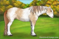 Horse Color:White Spotted Red Dun Rabicano