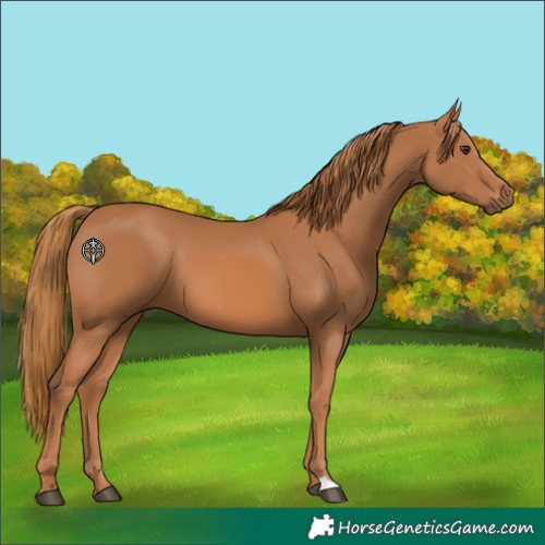 Horse Color:Chestnut 
