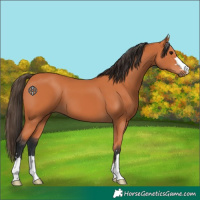 Horse Color:Bay 