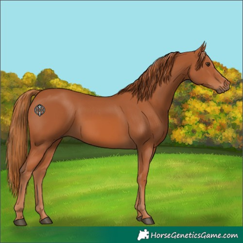 Horse Color:Chestnut 