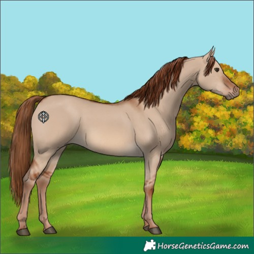 Horse Color:Red Dun 