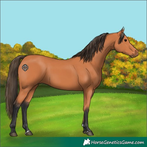 Horse Color:Bay 