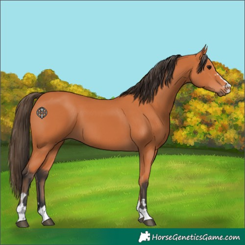 Horse Color:Bay 