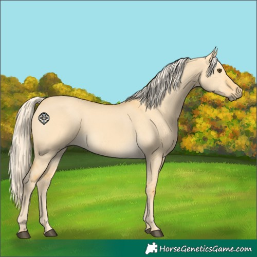 Horse Color:Palomino Dun