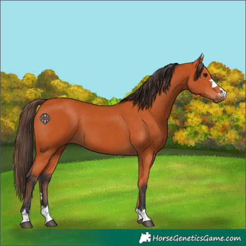 Horse Color:Bay 