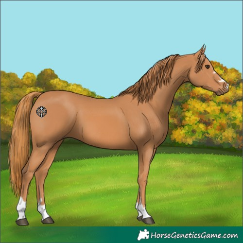Horse Color:Chestnut 