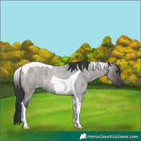 Horse Color:Grullo Roan Tobiano