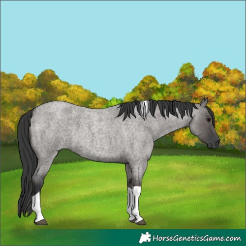 Horse Color:Grullo Roan Tobiano