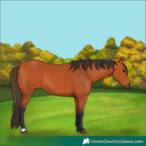 Horse Color:Bay 