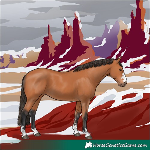 Horse Color:Bay 