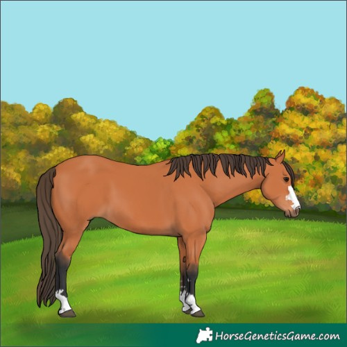 Horse Color:Bay 