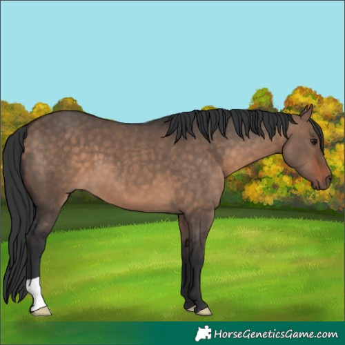 Horse Color:Brown Dun 