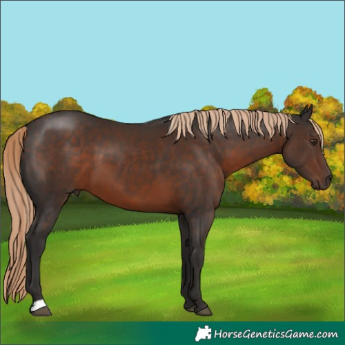 Horse Color:Liver Chestnut 