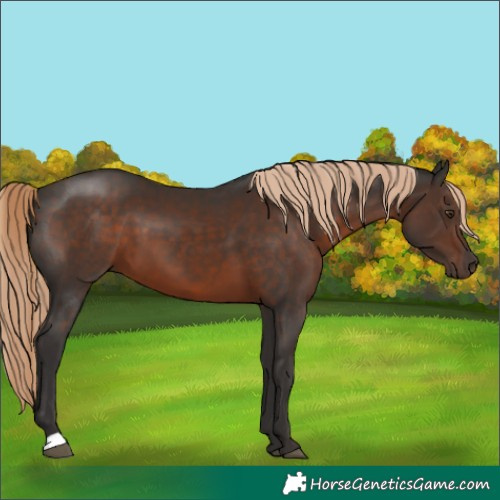 Horse Color:Liver Chestnut 