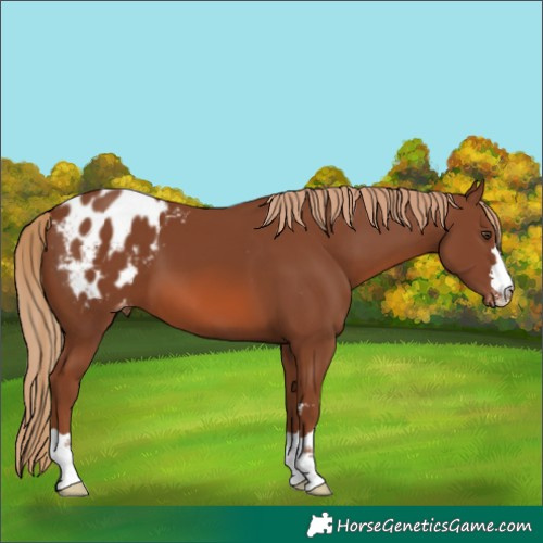 Horse Color:Chestnut Appaloosa 
