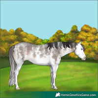 Horse Color:Brown Sabino Splash 