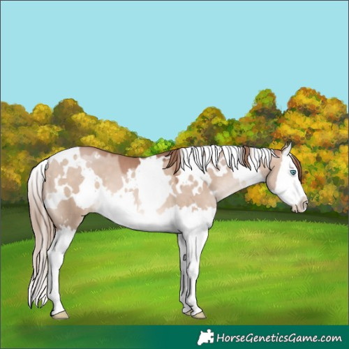 Horse Color:White Spotted Brown Pearl Dun Mushroom Splash 