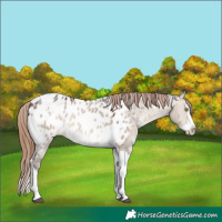 Horse Color:Brown Dun Mushroom Splash Tobiano Appaloosa 