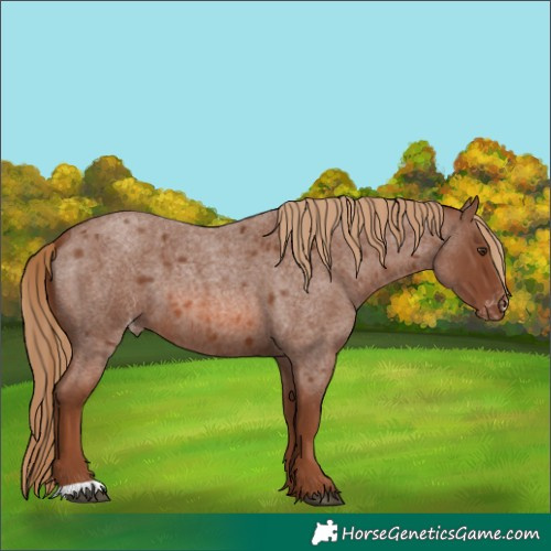 Horse Color:Red Roan Appaloosa 